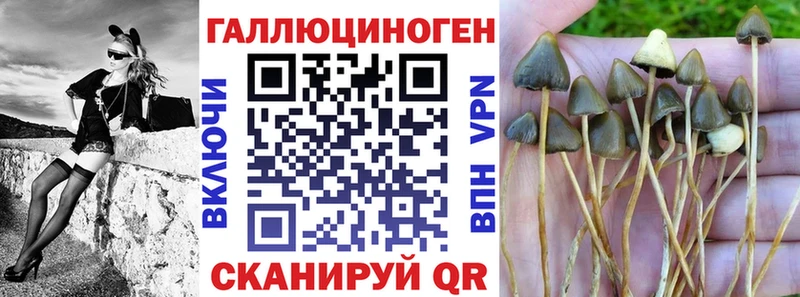 Галлюциногенные грибы Psilocybe  где купить наркотик  darknet официальный сайт  Ядрин 
